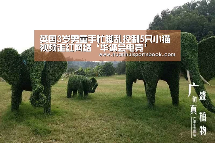 英国3岁男童手忙脚乱控制5只小猫视频走红网络‘华体会电竞’(图2) 华体会体育