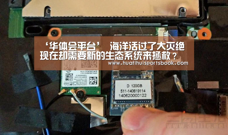 ‘华体会平台’
海洋活过了大灭绝 现在却需要新的生态系统来拯救?(图4) 华体会体育